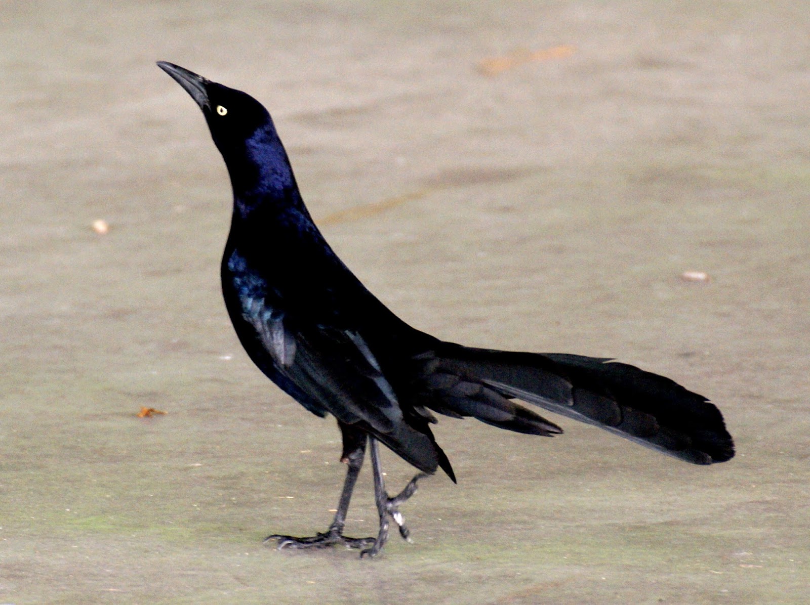 SE Texas Birding & Wildlife Watching: Let Us Now Praise Common Birds