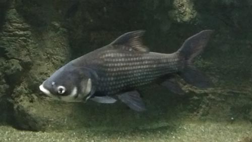 Mekong Barb Mekong Barb