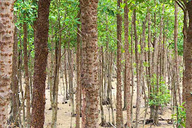 trees, mangroves forest, low tide