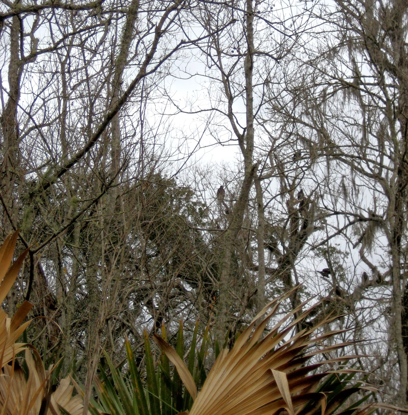 Living Rootless Louisiana Palmetto Island State Park Floating on the