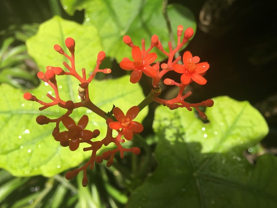 propiedades del ginseng