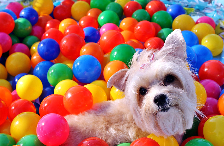 dog ball pit