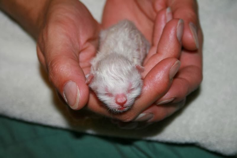 Cesarean section in cats, Pathology of childbirth Part 1 veterinary