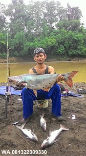 Umpan Pelet Serbuk Ikan Patin Di Alam Liar Umpan Pelet Serbuk Ikan Patin Di Alam Liar