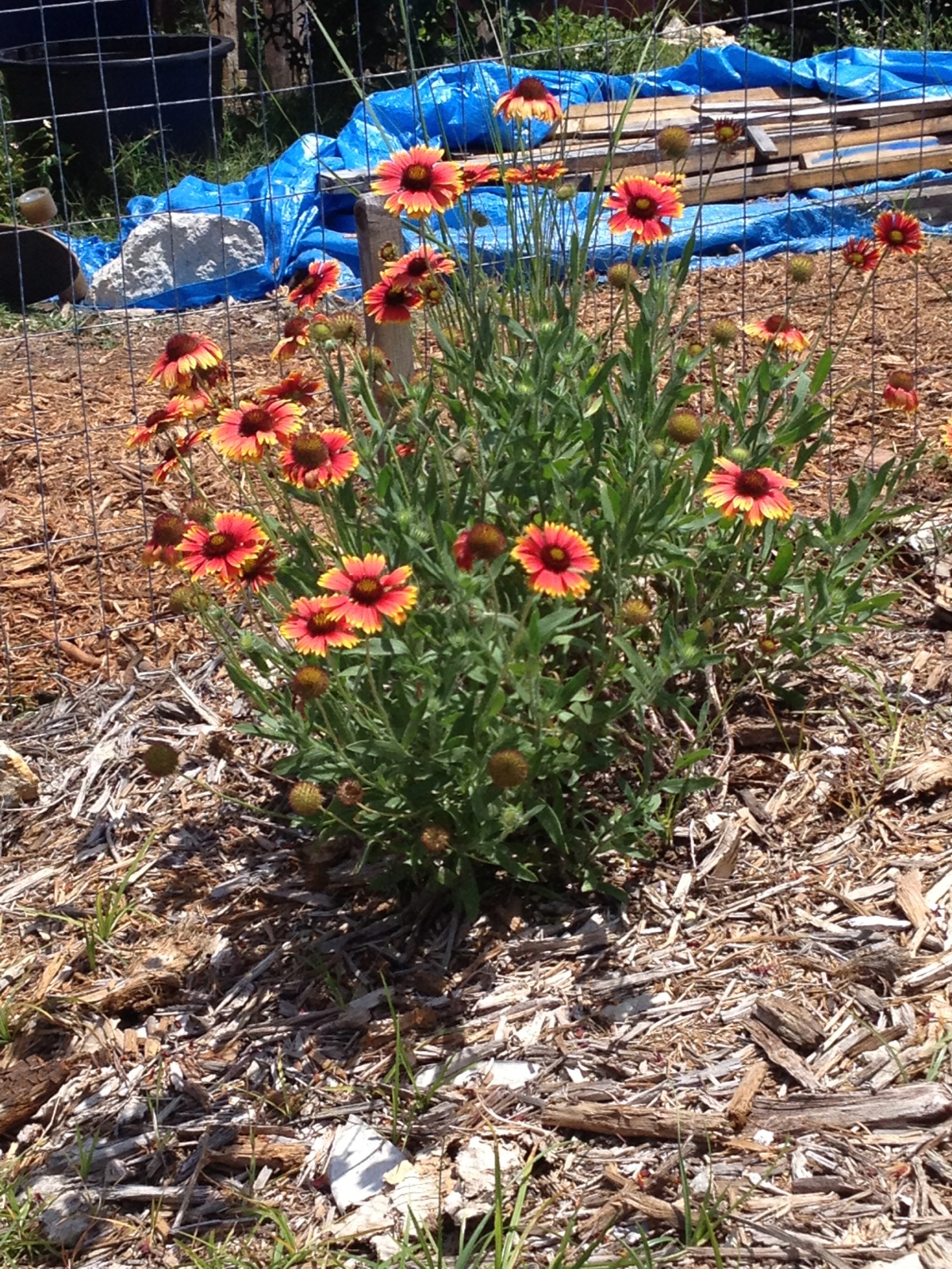 The Purple Cobras Field Trip 1 The FGCU Food Forest