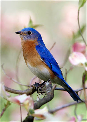 Animals World: indian animals of eastern blue bird pictures