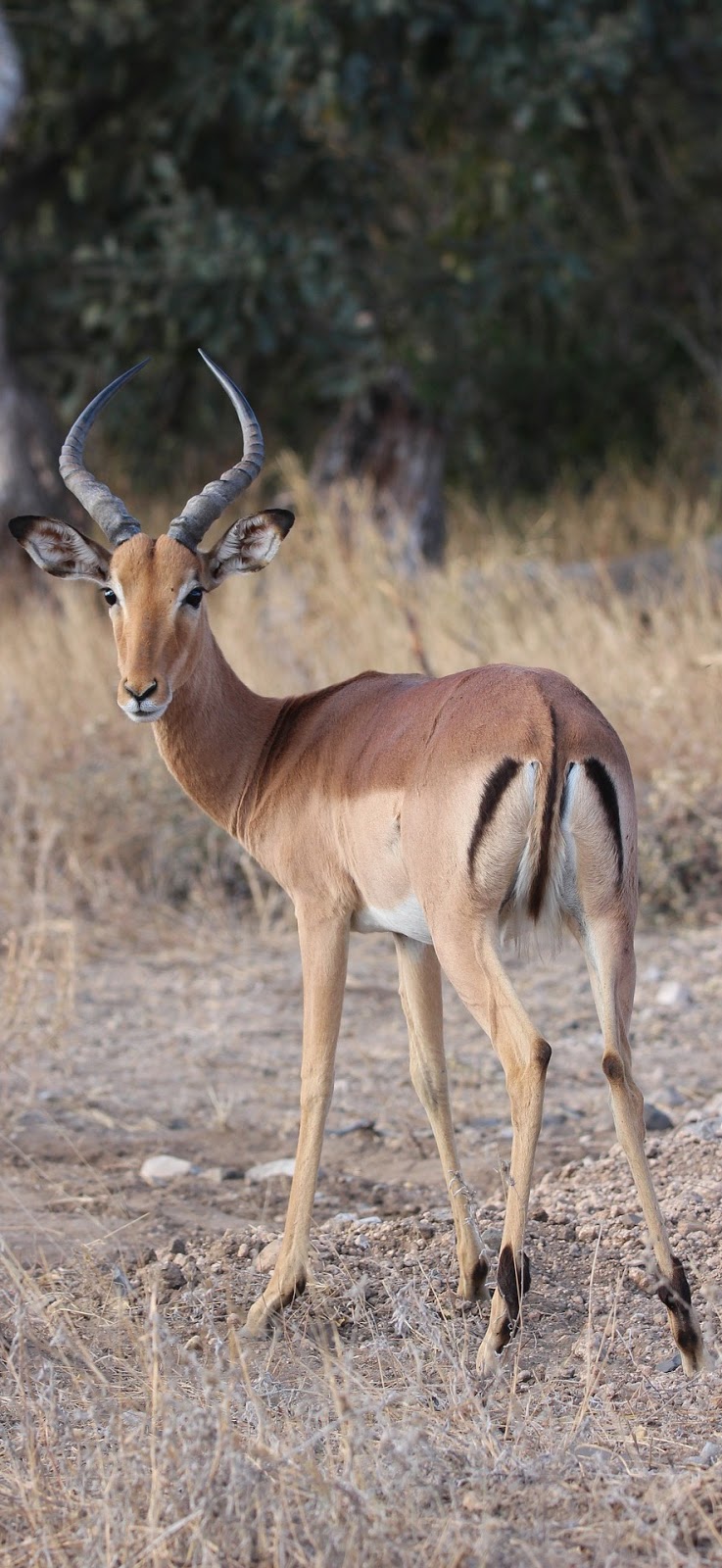 A curious impala. A curious impala.
