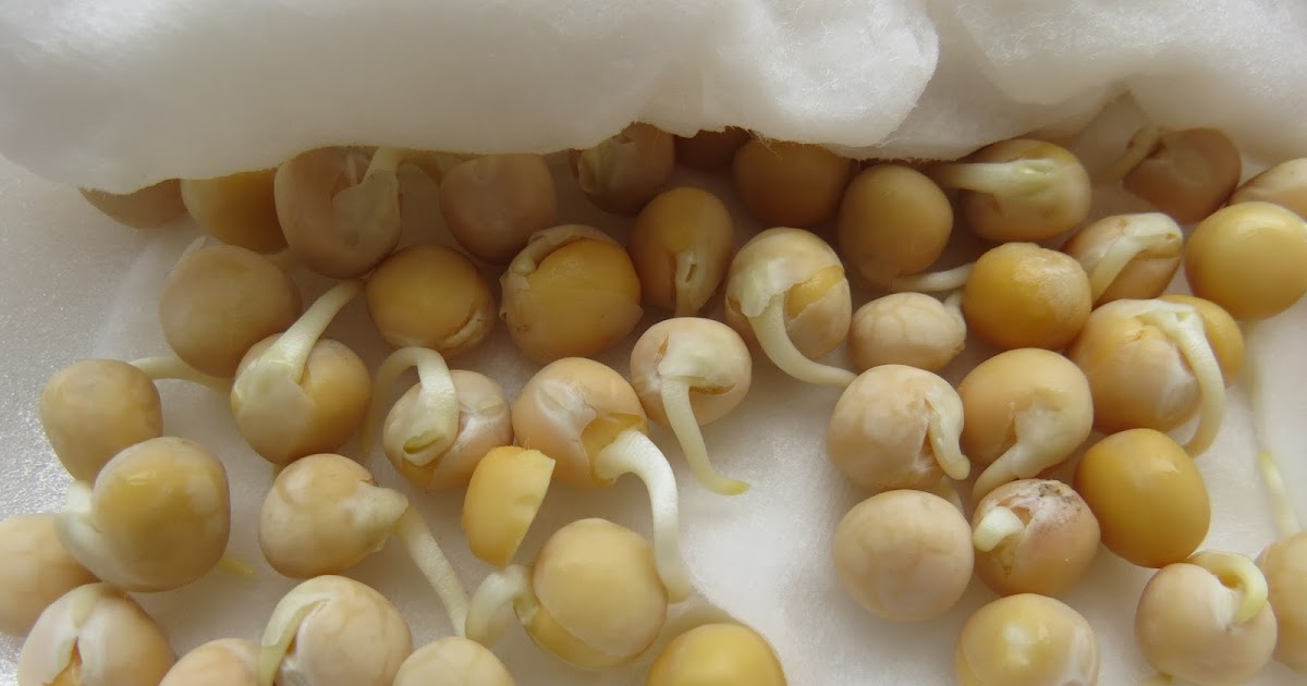 Пророщенные семена нута. Пророщенные семена гороха. Этапы. Семена гороха прорастание. Пророщенные семена гороха.