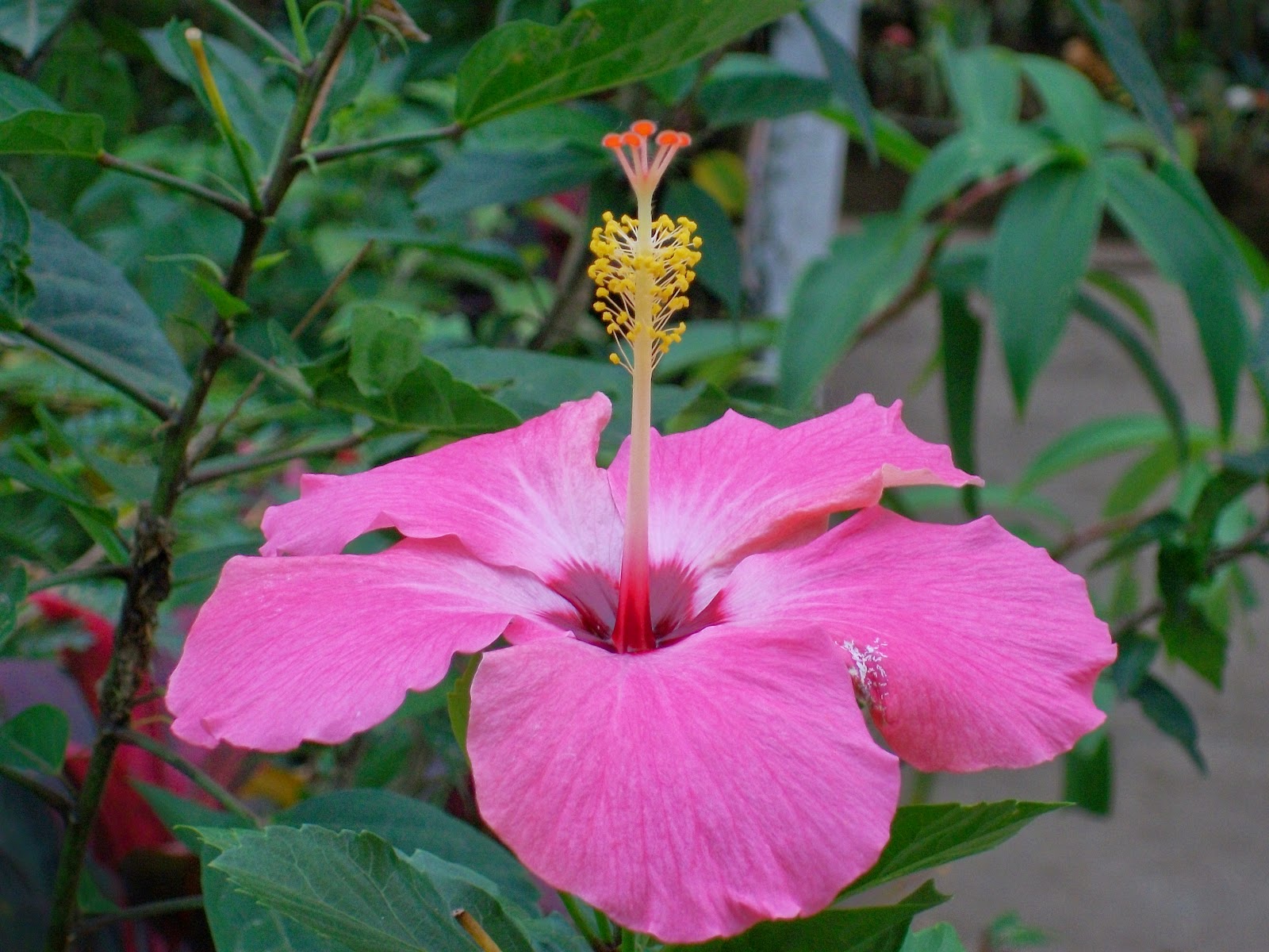 Male And Female Parts Of Gumamela Flower Gumamela (Hibiscus rosa