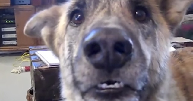 dog-funny-video-simpy-the-best