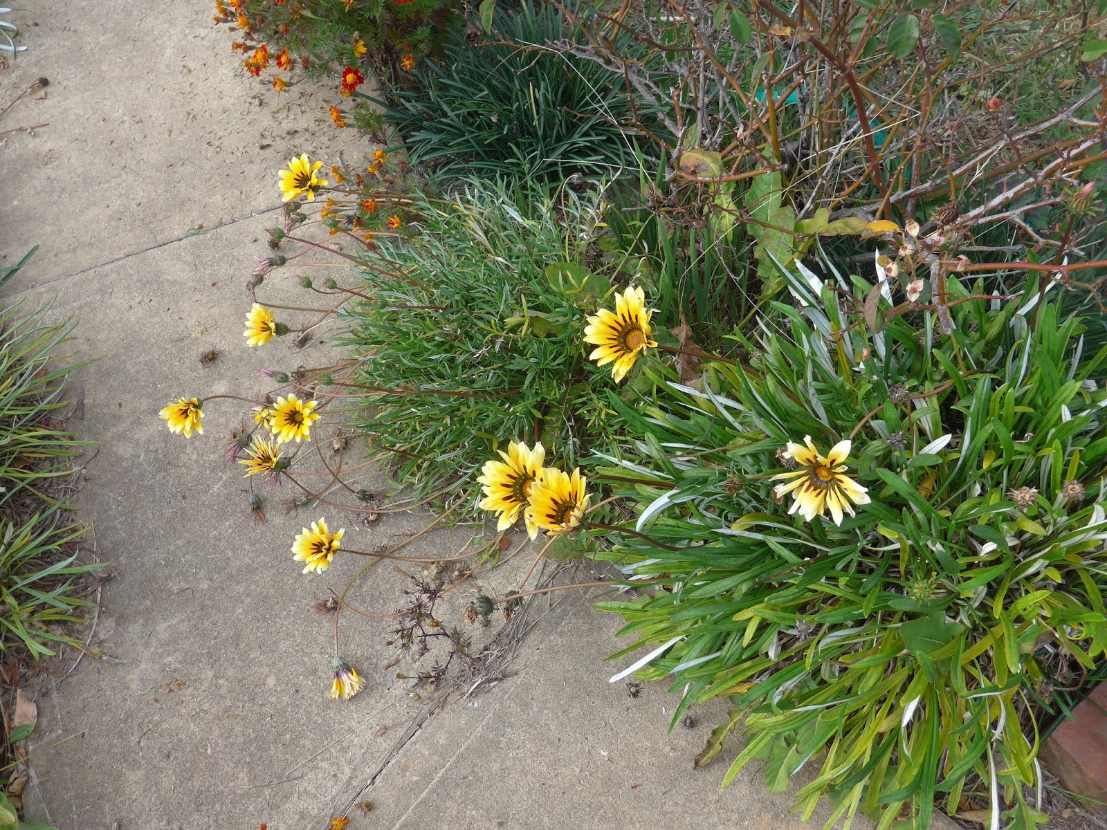 Autumn in the Gardens Rose Orchard Haus Flowers