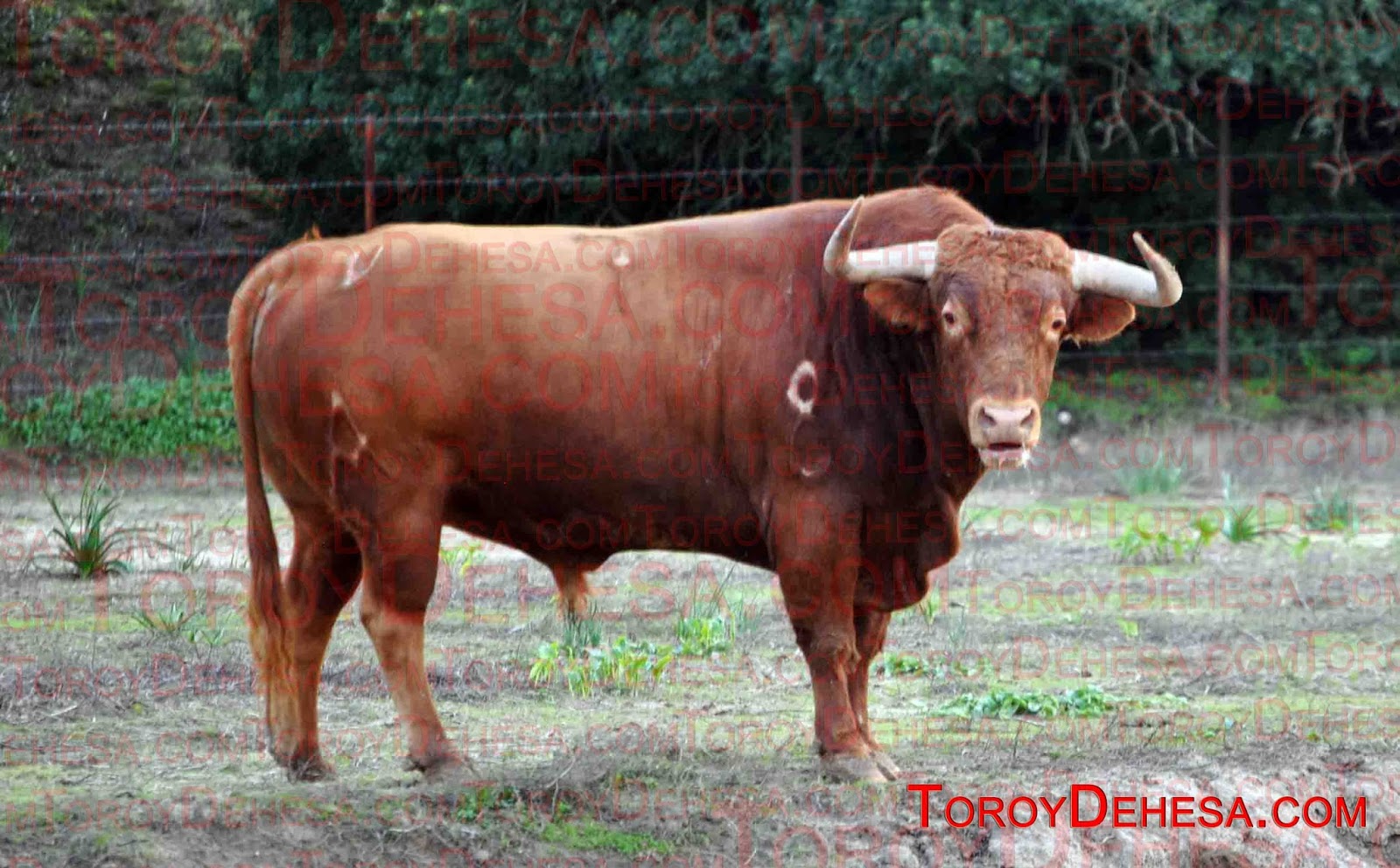 El Toro Bravo en su hábitat Las Fundas en las defensas del Toro