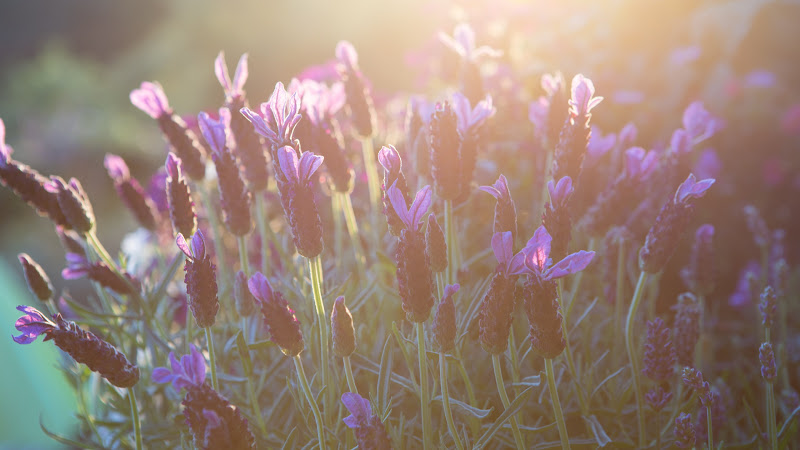 Lavender Flowers
