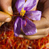 Nhụy hoa nghệ tây - Tại sao được xem là thần dược đỏ