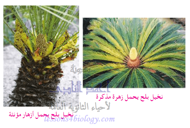 التلقيح الخلطى فى النباتات الزهرية التلقيح الخلطى فى النباتات الزهرية