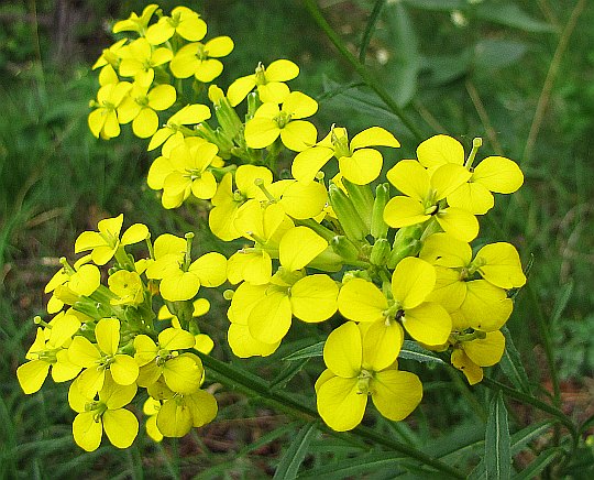 Pszonak Wahlenberga (Erysium wahlenbergii).