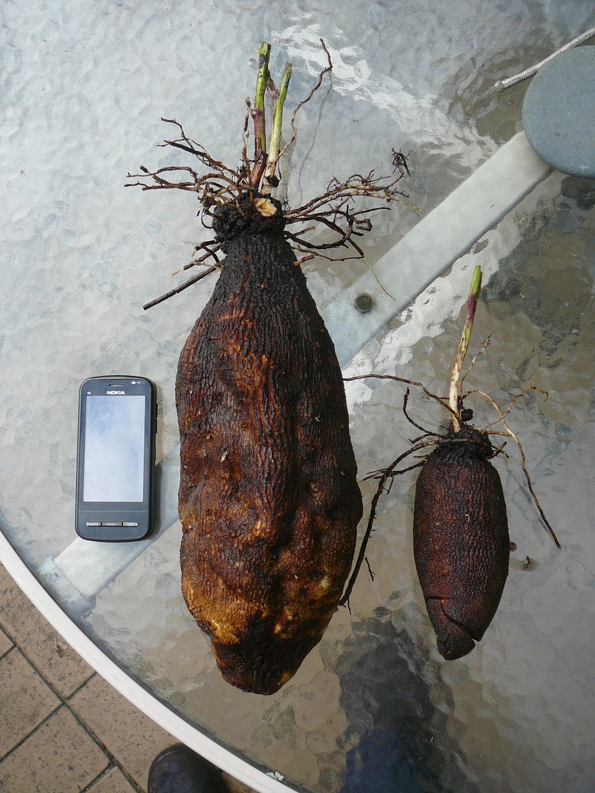 People, Plants, Landscapes: My True Yams (Dioscorea alata)