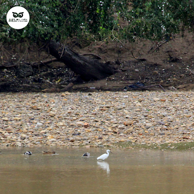 Garceta grande (Egretta garzetta) en la orilla del Ebro.