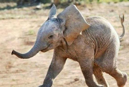 99 Arti Mimpi Melahirkan Anak Gajah Lengkap Dengan Tafsirnya Mimpi Melihat Melahirkan