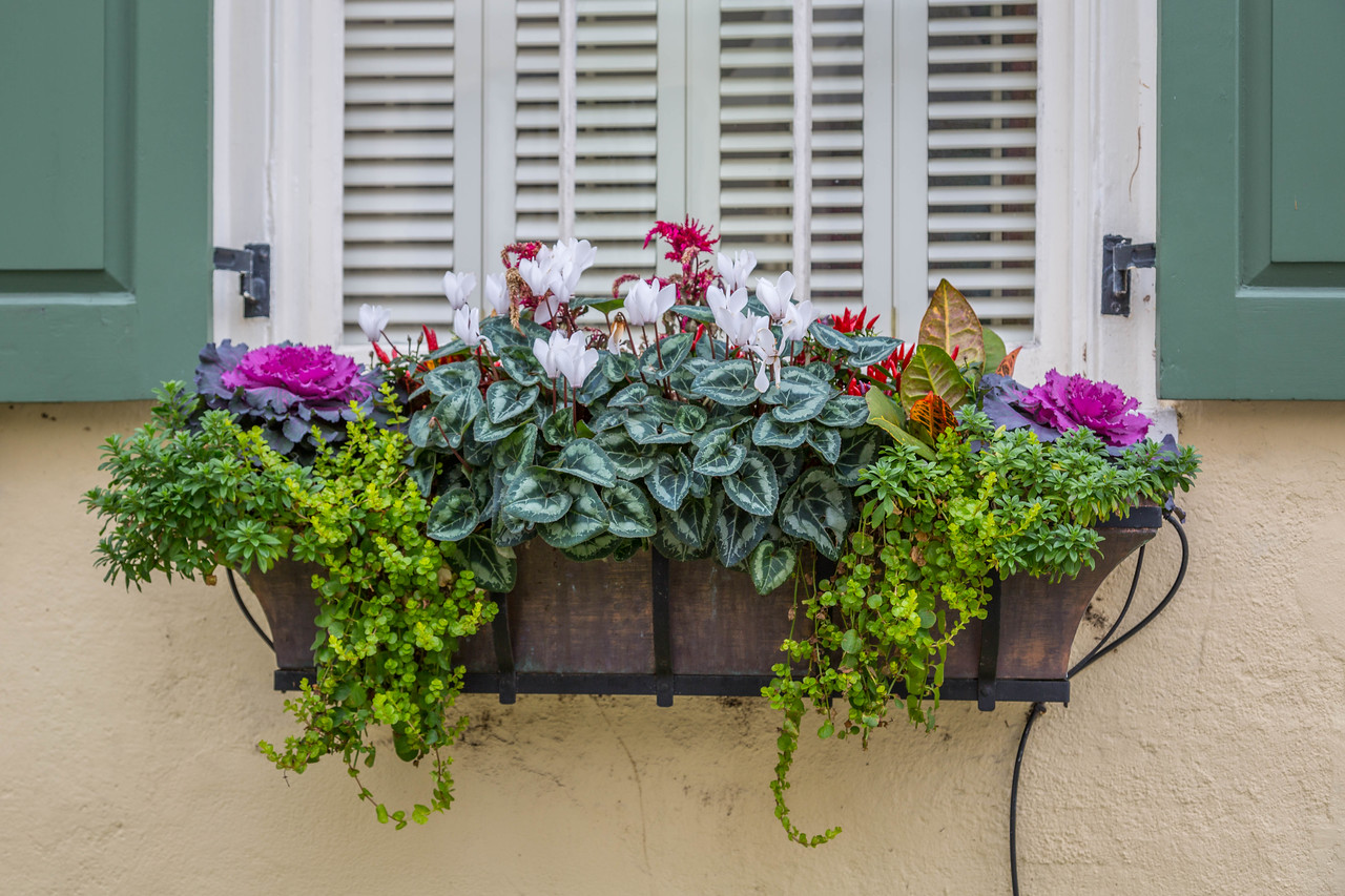 Charleston Daily Photo Winter window boxes Charleston