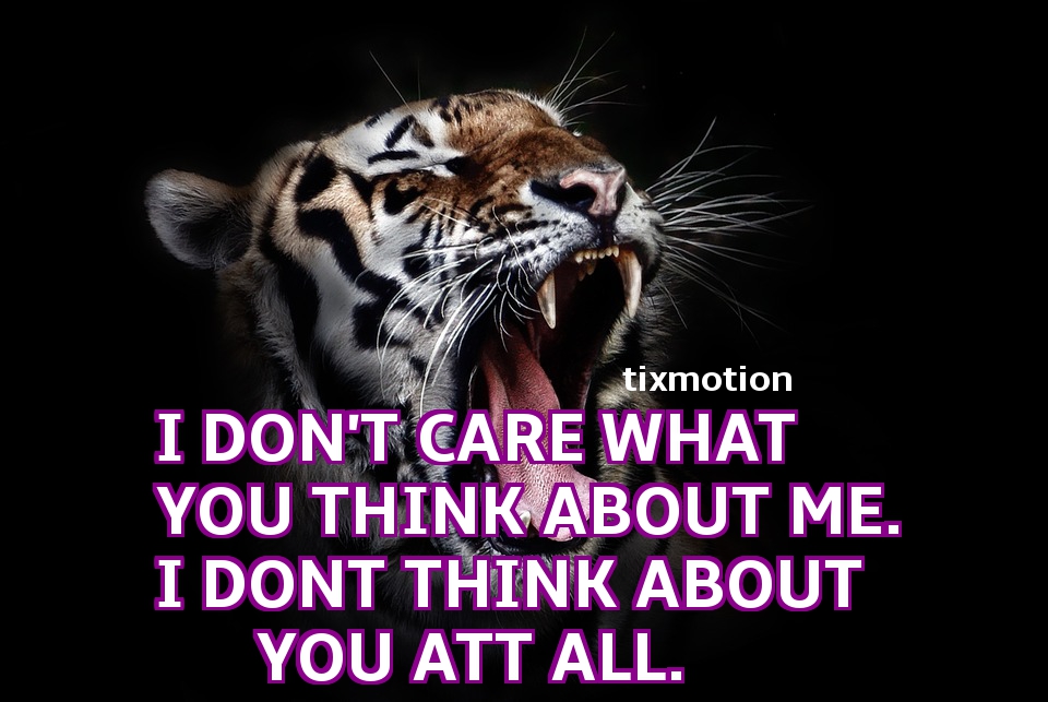 [I DON'T CARE] free images, royalty free, quotes, Tiger, Head, Wildlife, Animal, Wild, Feline, Cat,