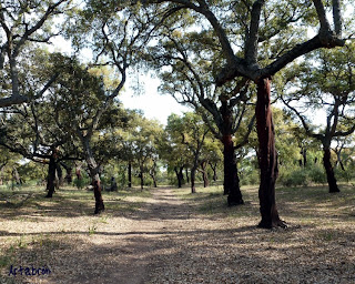 Bosque de Alcornoques en el Valle de los Muertos