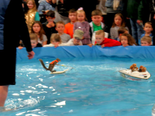 Twiggy the water-skiing squirrel