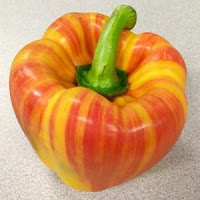 Large bell pepper from grocery store, colored in red and yellow vertical stripes.