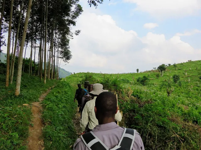 Mountain gorilla tracking in Western Uganda: Our expedition to see the Nkuringo Family