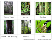 Rainforest Plants-3 Part Cards