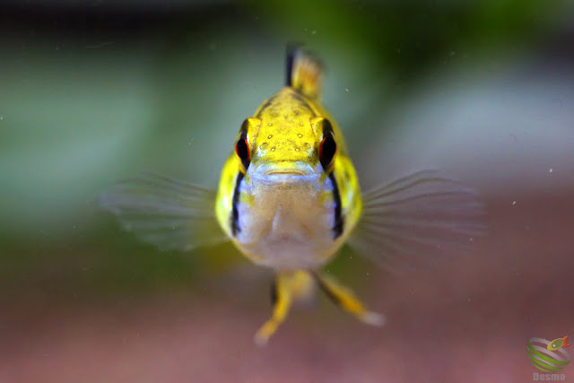 Apistogramma cf.hoignei / Rio Morichal Largo