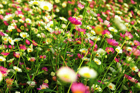 Field of multi color daisies