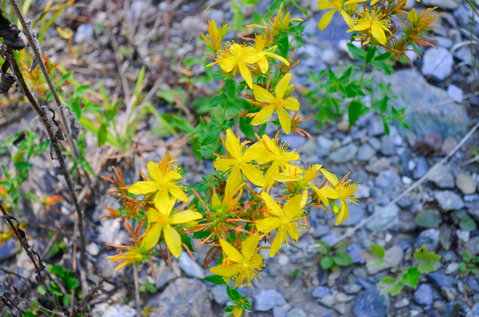 Perforate St John'swort Hypericum perforatum a cure for injuries