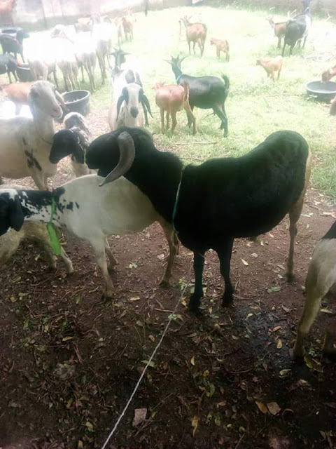 Photos: Niger State Environmental Protection Agency arrest 159 animals for straying and constituting nuisance in Minna