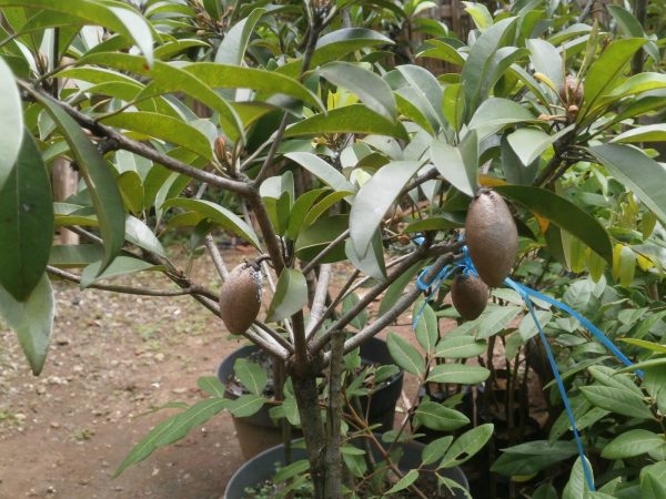 Cara Perawatan Pohon Sawo https://tipspetani.blogspot.com/2019/01/cara-perawatan-pohon-sawo.html