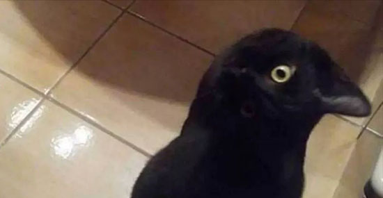 Gato ou corvo - Foto viraliza na internet e confunde até o Google - Capa
