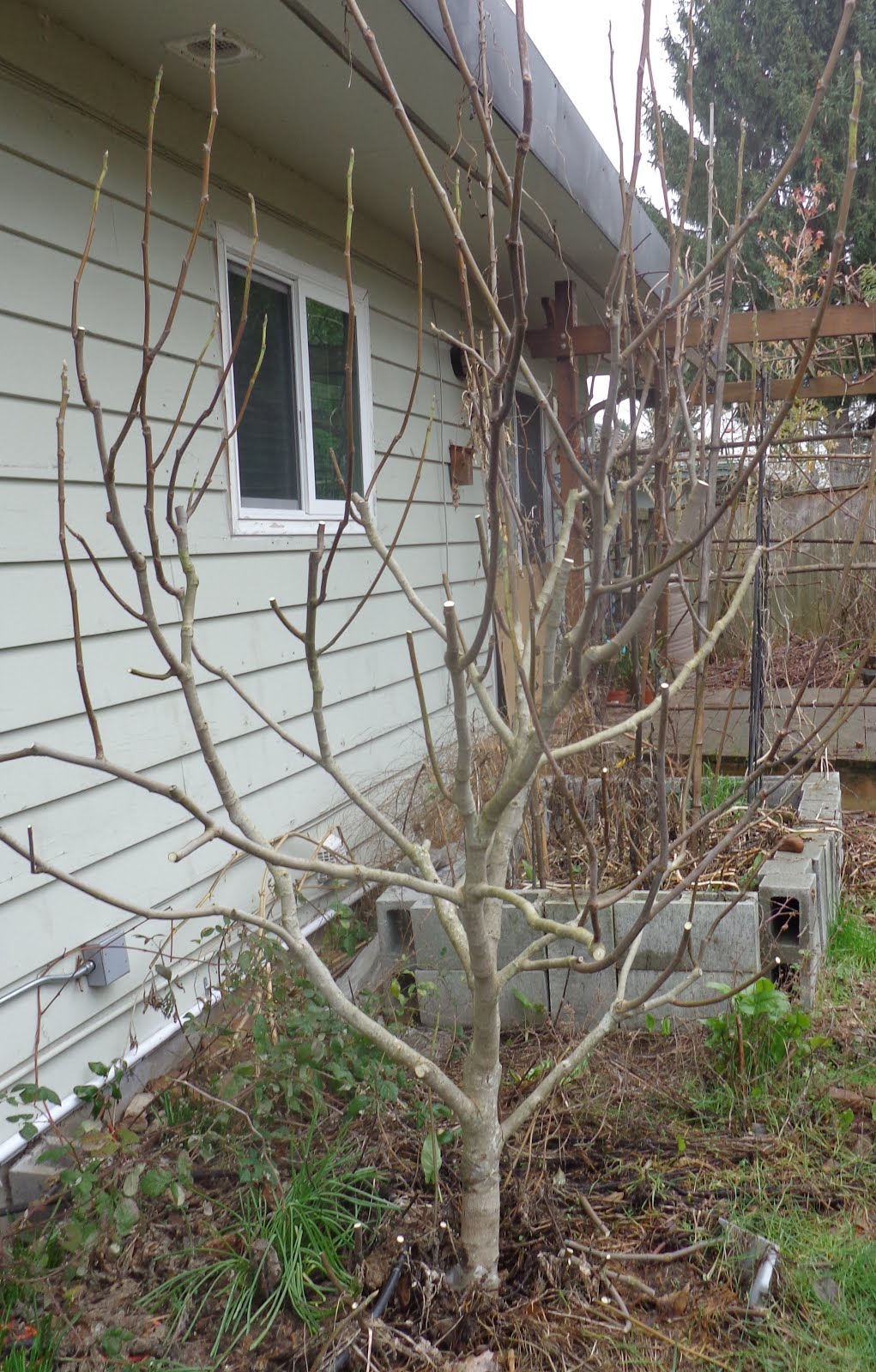 Веерная формировка инжира. Формирование инжира. Формирование инжира. Инжир штамбовый. Формирование инжира.