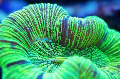 coral Trachyphyllia geoffroyi coral Trachyphyllia geoffroyi
