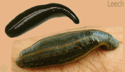 leech worm