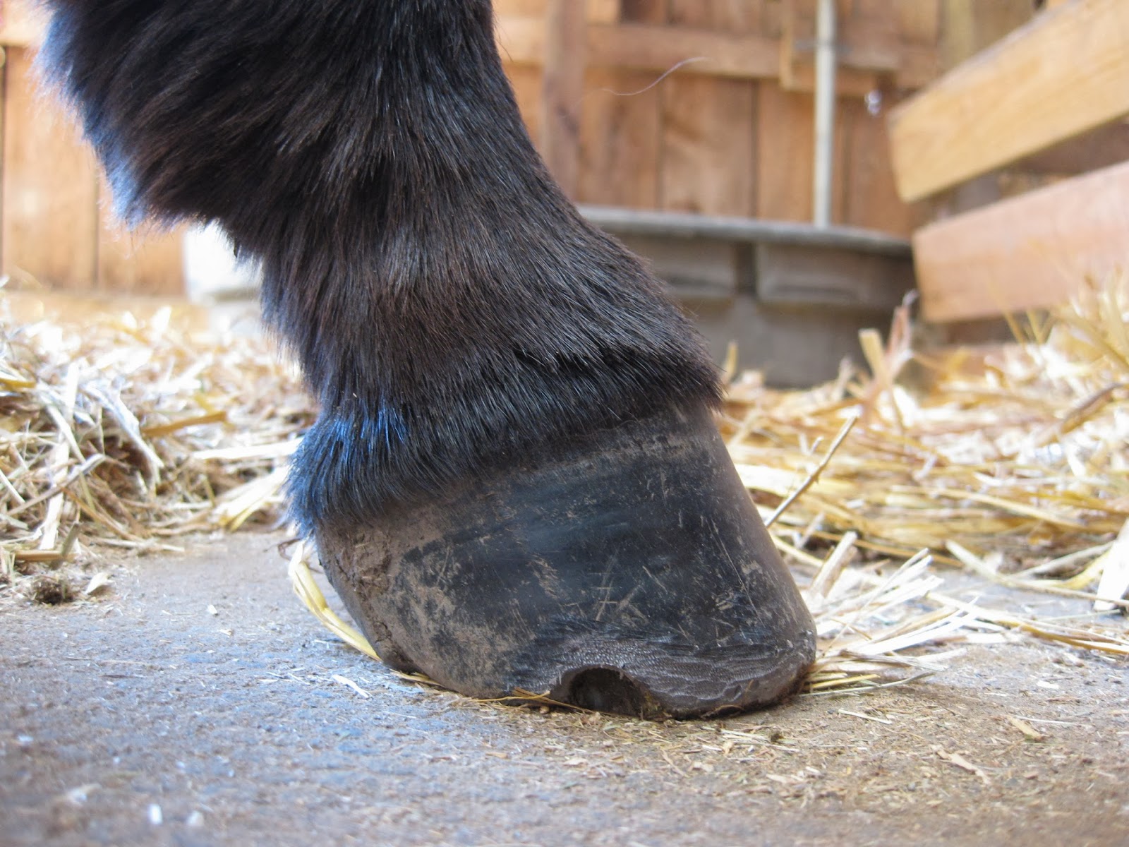 The Dancing Donkey Donkey Feet Ramsey