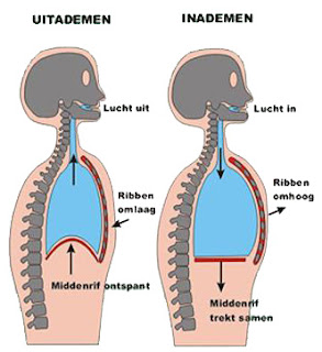 fysiologie longen