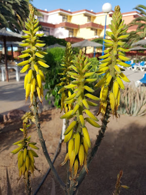 Fioritura Fioritura Aloe vera