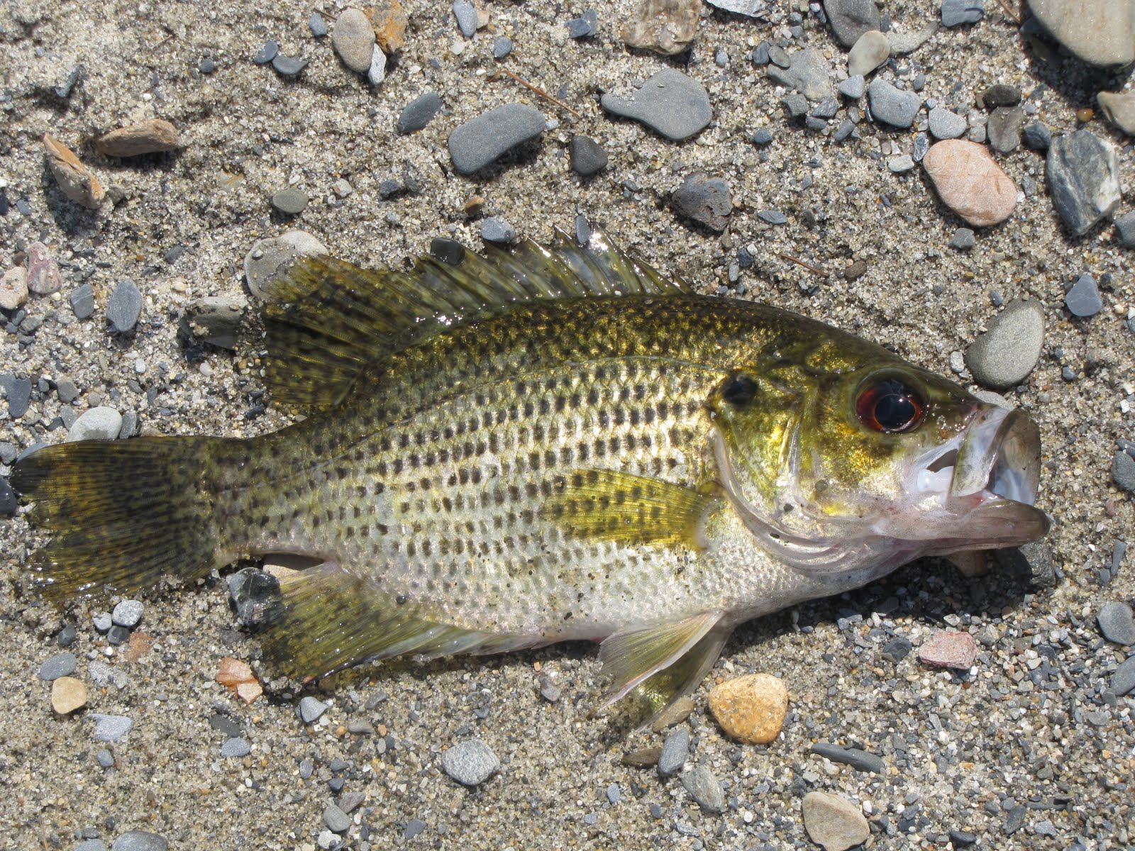 Southern New England Outdoor and Nature Site Smallmouth and Rock Bass