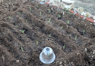 The sweetcorn seedlings, getting covered The sweetcorn seedlings, getting covered