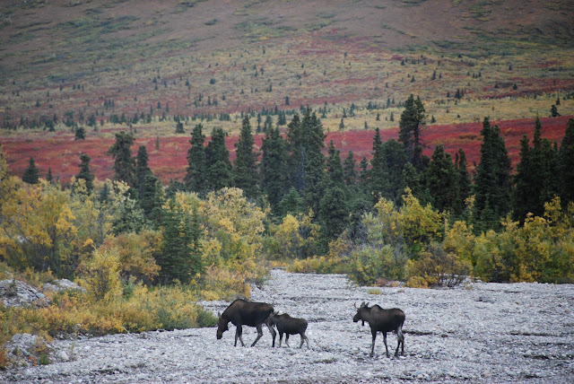 Moose in Denali