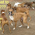 What to Do If Your Dog Can't Poop?