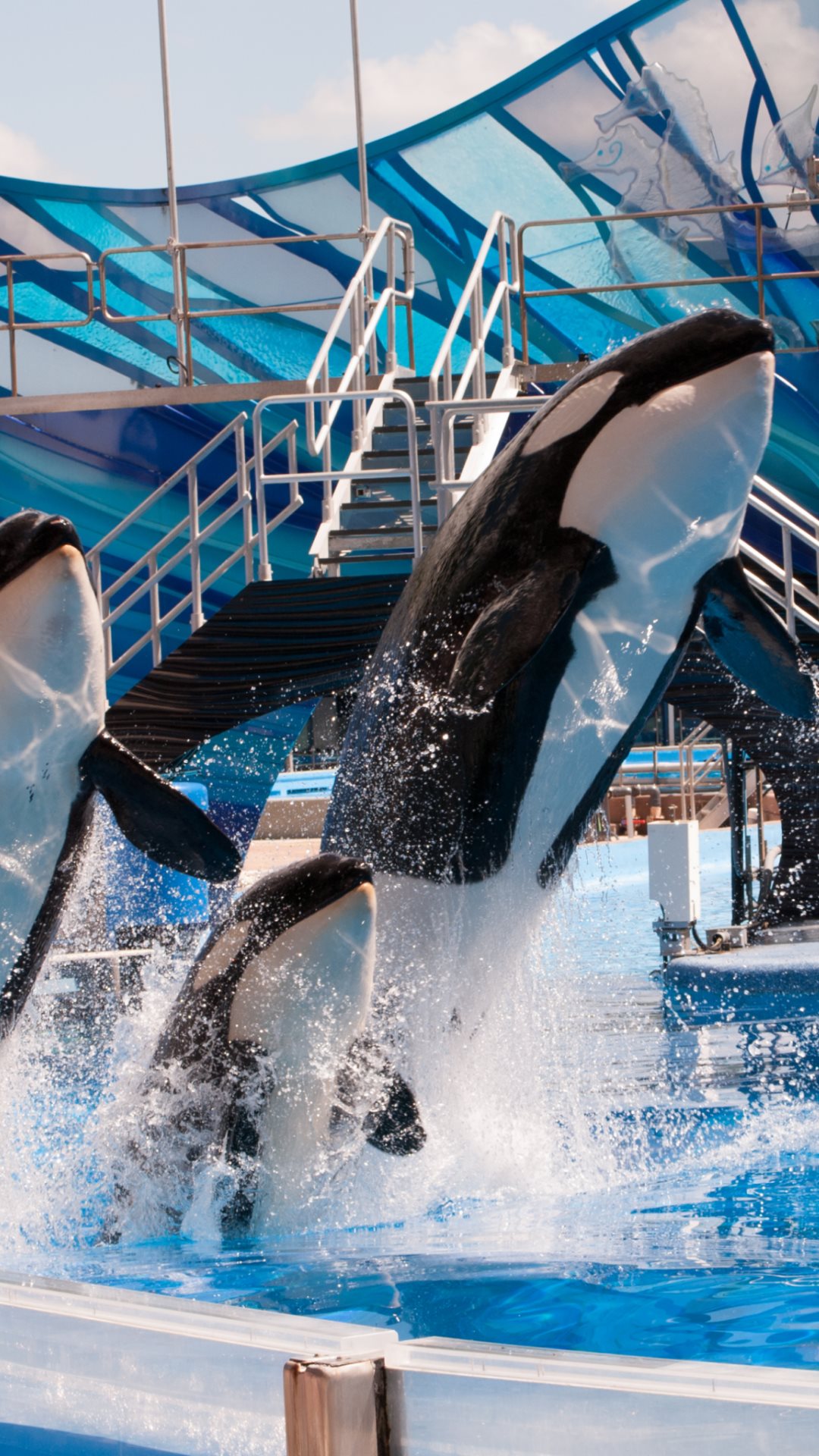 Orca Wallpaper Iphone New Wallpapers