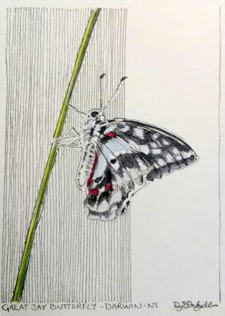 The Great Jay, Butterfly, Darwin, Northern Territory, NT, Australia, David Dalzell, The Wandering Artist