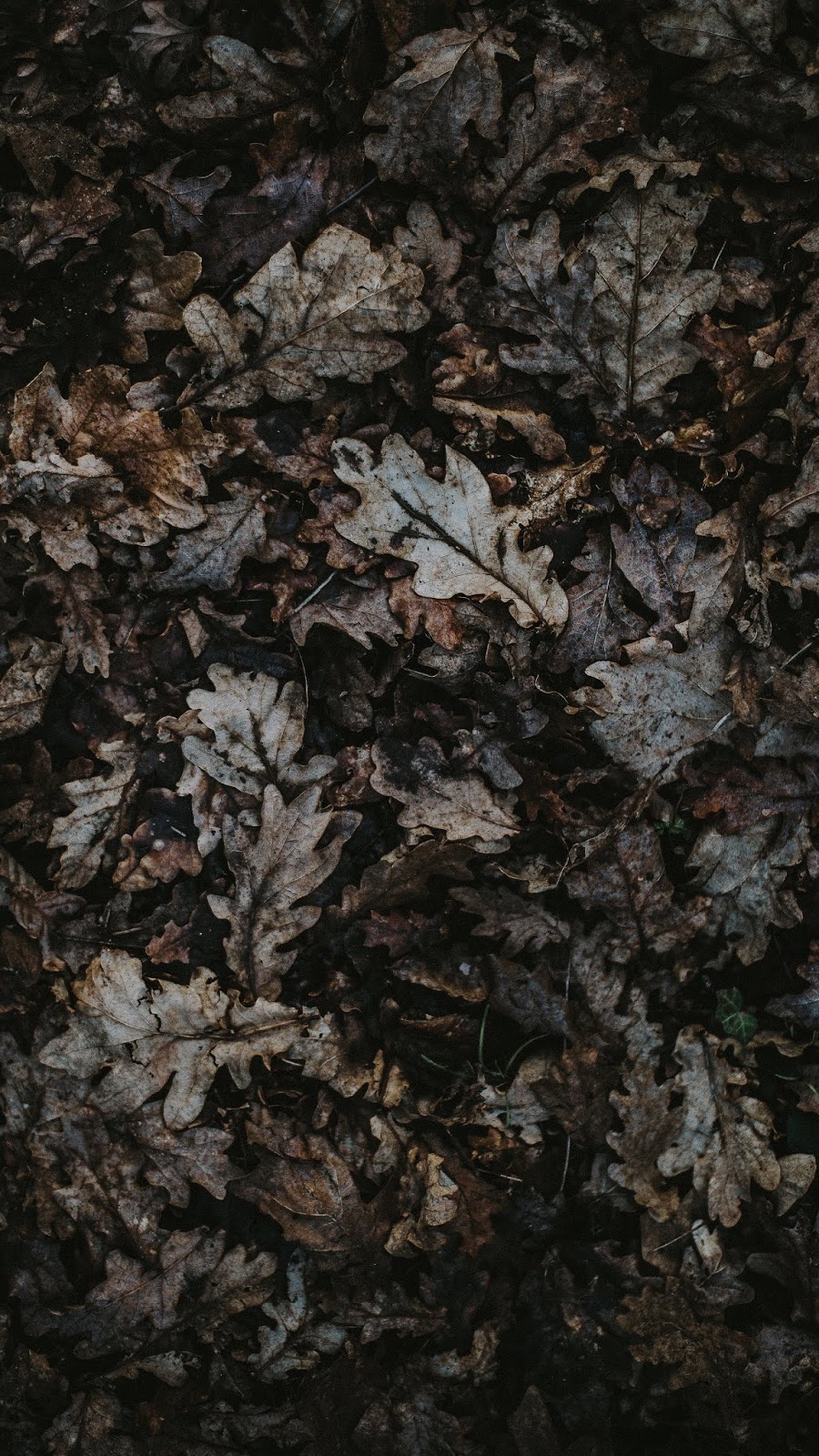Nature - Oak, Leaves: id 46459 - HD Wallpapers