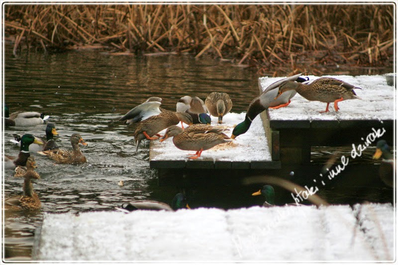 zimowanie kaczek,  kaczki krzyżówki, wintering ducks, mallard duks